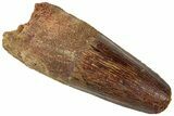 Fossil Spinosaurus Tooth - Robust Tooth #312966-1